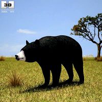 American Black Bear Ursus Americanus