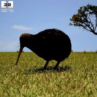 Kiwi Apteryx Australis