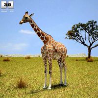 Giraffe Giraffa Camelopardalis