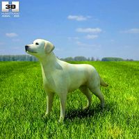 Domestic Dog Labrador Retriever Canis lupus familiaris