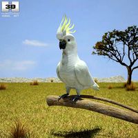 Cockatoo Cacatuidae