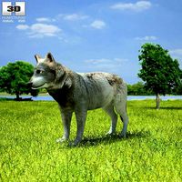 Gray Wolf Canis Lupus