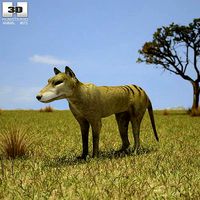 Thylacine Thylacinus cynocephalus