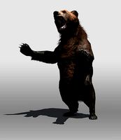 Grizzly Bear