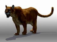 Mountain Lion