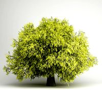 CGAxis Honey Locust 07