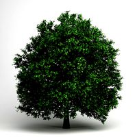 CGAxis Pedunculate Oak 14