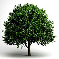 CGAxis American Elm 17