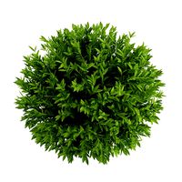 Bay Laurel Laurus nobilis