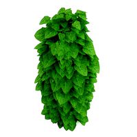 Moonseed Menispermum dahuricum