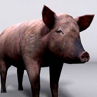 Animal Pig