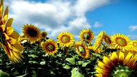 Sun Flower
