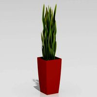 Plant 002