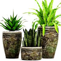 Plants collection pot