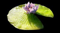 Lily Pad with Flower