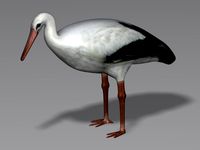 Stork 3D Model