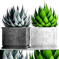 Agave collection 2