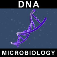 DNA 3D Model