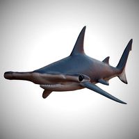 Hammerhead Shark