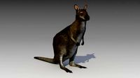Wallaby