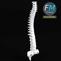 Anatomy - Human spine 3