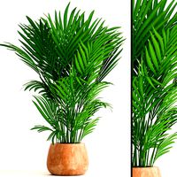 Howea Forsteriana