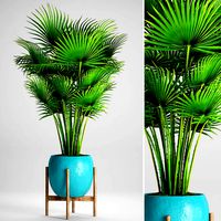 Palm tree