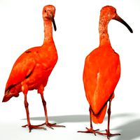 Red Ibis