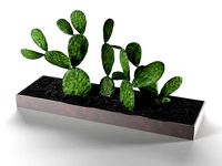 Indoor Perky Pear Cactus Garden