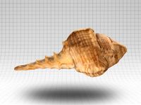 A beautiful seashell