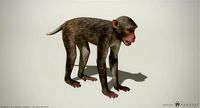 Rhesus Macaque 3D Monkey - PBR