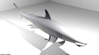 Shark - Bonnethead