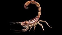 Scorpion High Quality