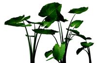 Taioba - Xanthosoma Sagittifolum