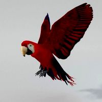 Red Macaw