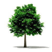 Norway Maple Acer platanoides 7m