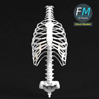 Anatomy Human spine torso and rib cage