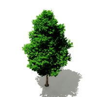 Ginkgo Tree Ginkgo biloba 7m