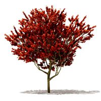 Red Oak Quercus rubra L 13m