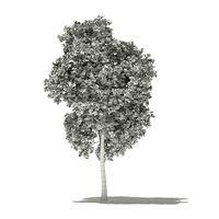 Red Oak Quercus rubra L 18m