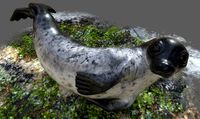 Common Seal Rigged