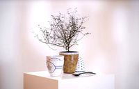 Decorative tree in a pot HG2