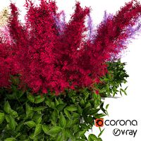 Astilbe