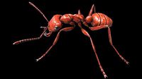 Ant Fire
