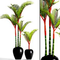 Cyrtostachys renda palm