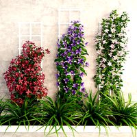 Wall flowers