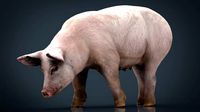 Realistic Sow