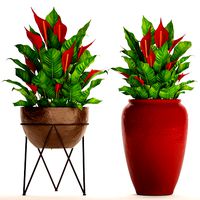 Spathiphyllum RED