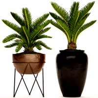 Cycas palm tree 5