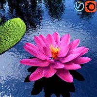 Water Lily - Plant - 0001